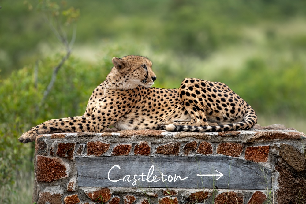 Cheetah-at-Singita-Castleton-2